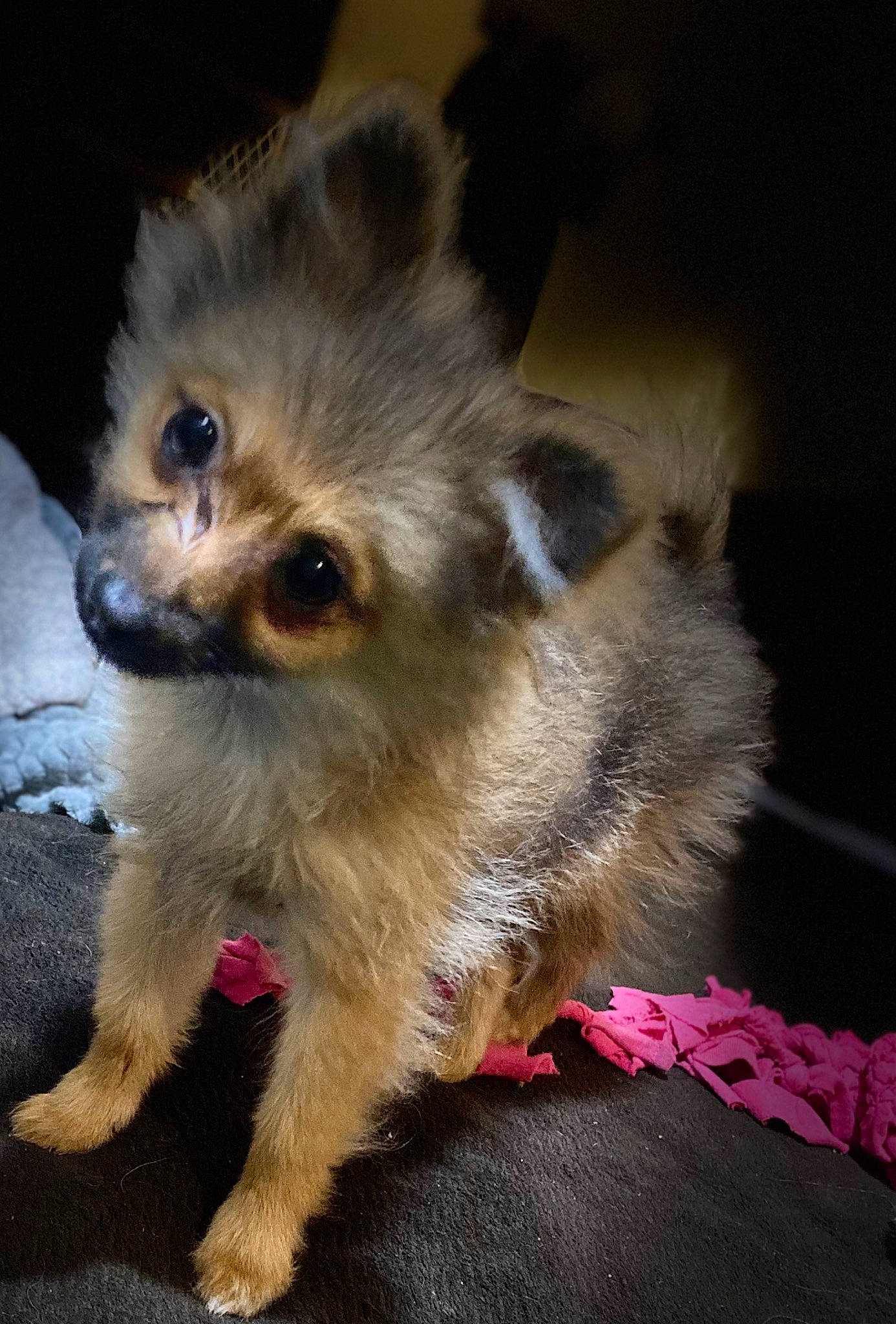 Tessa is registered to the contest to win money with this photo: canidae, carnivore, companion_dog, corgi_chihuahua, dog, dog_breed, dog_supply, ear, fur, german_spitz, paw, pomeranian, small_terrier, sporting_group, tail, terrestrial_animal, tibetan_spaniel, toy_dog, whiskers, working_animal