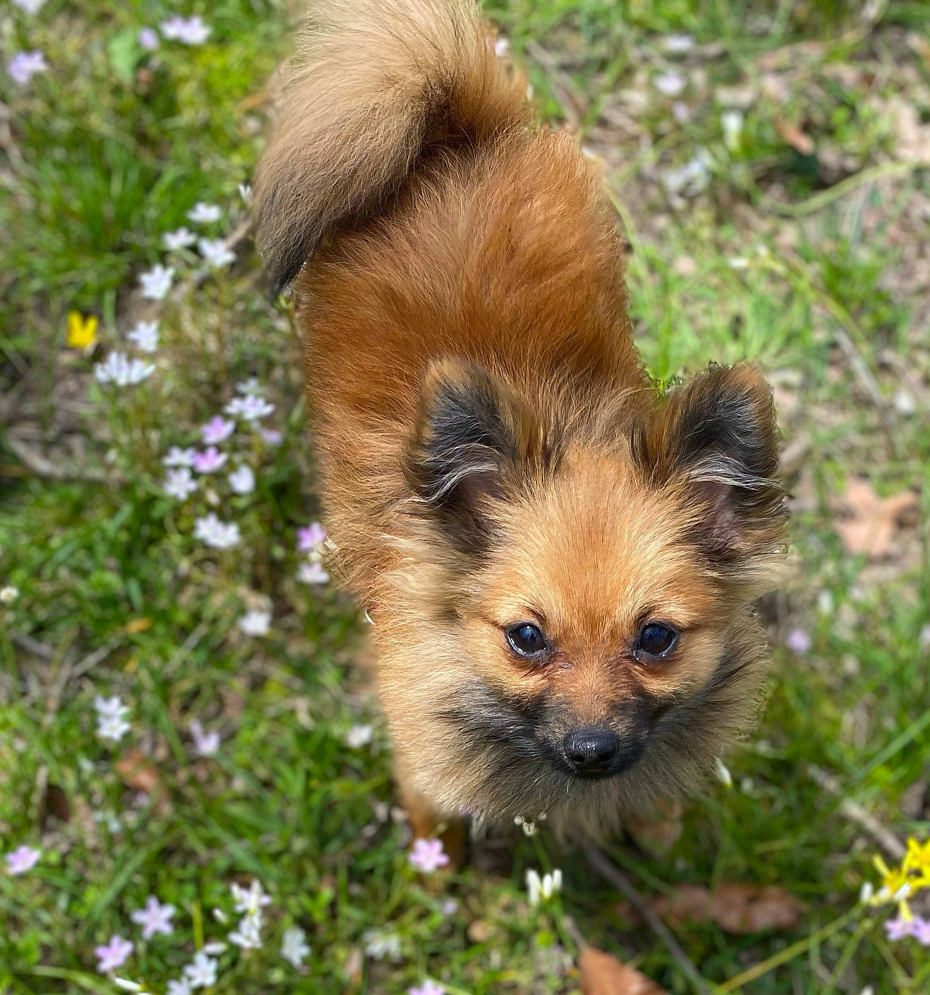 Tessa is registered to the contest to win money with this photo: canidae, carnivore, companion_dog, dog, dog_breed, fawn, flower, fur, grass, plant, terrestrial_animal, terrestrial_plant, whiskers, wildlife