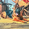 Balto a rejoint le concours — aidez-le/la à gagner de superbes lots ! dog, german_shepherd, long_hair, fluffy, black_and_tan, sitting, lying_down, tongue_out, open_mouth, ears, animal, pet, cushion, rustic, indoors, wooden_floor, barrel, wagon_wheel, country_style, portrait