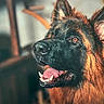 Balto participe au concours pour gagner de l'argent avec cette photo : dog, german_shepherd, canine, pet, animal, portrait, close_up, black_and_tan, fluffy, fur, ears, open_mouth, tongue, teeth, brown_eyes, happy, alert, indoor, warm_lighting, shallow_depth_of_field