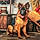 Balto