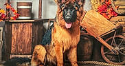 Balto a rejoint le concours — aidez-le/la à gagner de superbes lots ! dog, german_shepherd, canine, pet, sitting, portrait, tongue_out, fluffy, long_hair, alert, ears, brown, black, rustic, autumn, wooden_floor, barrel, flowers, wagon_wheel, indoor