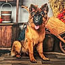 dog, german_shepherd, canine, pet, sitting, portrait, tongue_out, fluffy, long_hair, alert, ears, brown, black, rustic, autumn, wooden_floor, barrel, flowers, wagon_wheel, indoor