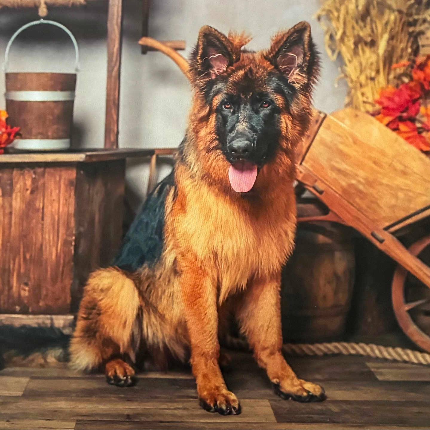 Balto a rejoint le concours — aidez-le/la à gagner de superbes lots ! dog, german_shepherd, canine, pet, sitting, portrait, tongue_out, fluffy, long_hair, alert, ears, brown, black, rustic, autumn, wooden_floor, barrel, flowers, wagon_wheel, indoor
