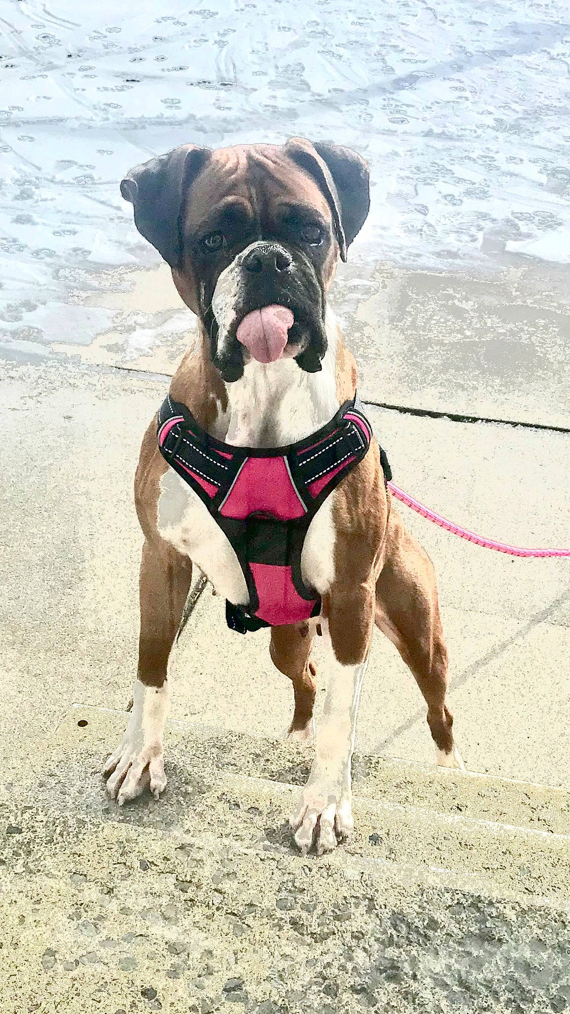 Willow is registered to the contest to win money with this photo: adventure, boxer, canidae, carnivore, collar, companion_dog, dog, dog_breed, dog_clothes, dog_collar, fawn, leash, mammal, old_english_bulldog, olde_english_bulldogge, rare_breed_dog, renascence_bulldogge, snout, sporting_group, valley_bulldog