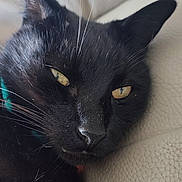 Spirit participe au concours pour gagner de l'argent avec cette photo : animal, black_cat, cat, close_up, closeup, collar, couch, ears, face, feline, fur, indoor, leather_texture, nose, pet, portrait, relaxed, sleepy, whiskers, yellow_eyes