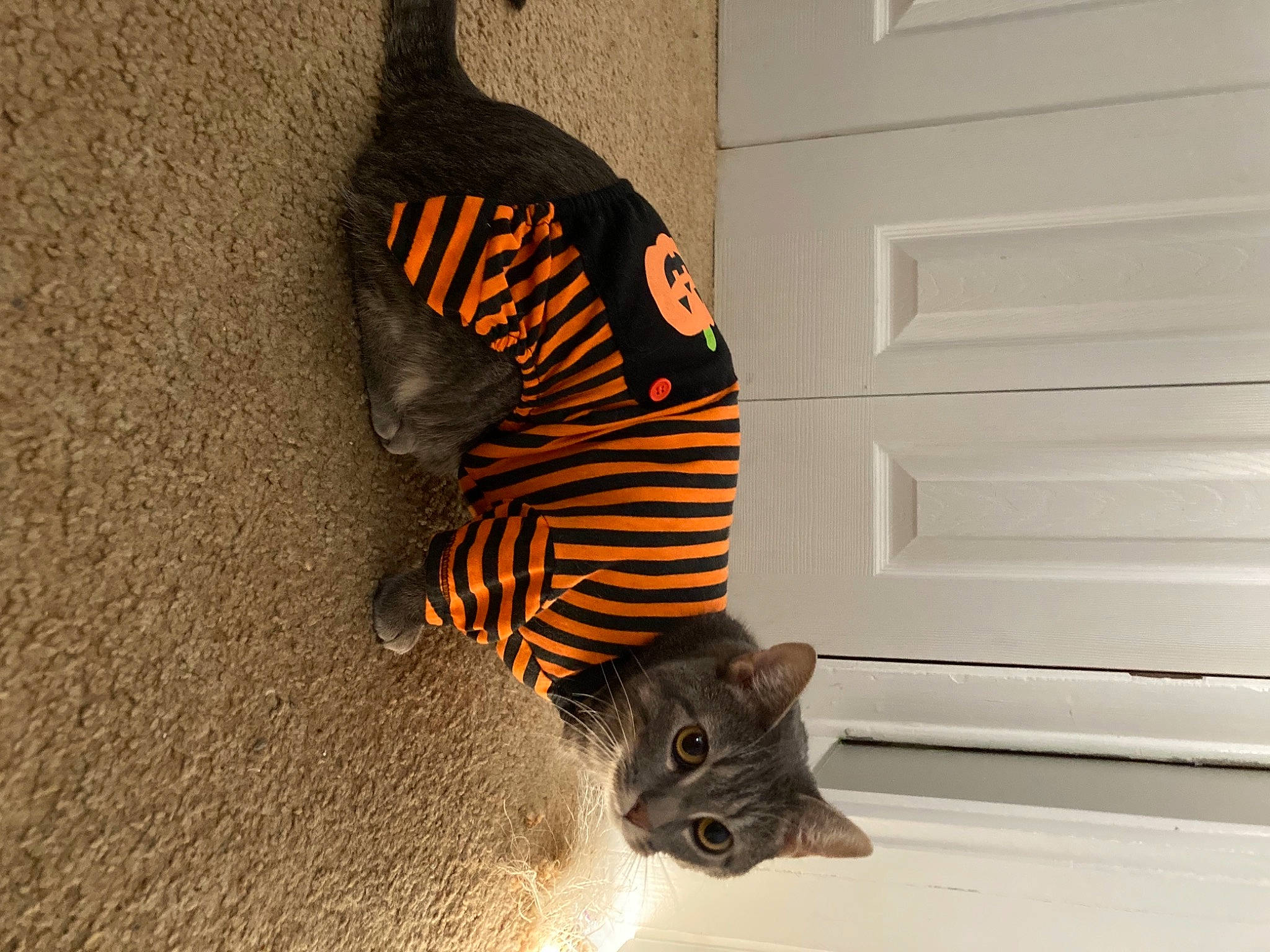 Bailey And Ollie is registered to the contest to win money with this photo: art, cat, domestic_short_haired_cat, door, fashion_accessory, fawn, felidae, fur, pollinator, shadow, small_to_medium_sized_cats, snout, tail, terrestrial_animal, tints_and_shades, visual_arts, whiskers, wildlife, window, wood