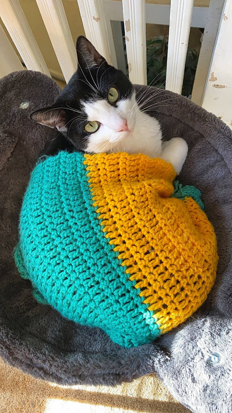 Bailey And Ollie joined the competition — help win amazing prizes! art, cap, carnivore, cat, craft, creative_arts, crochet, electric_blue, fashion_accessory, felidae, fur, hat, knit_cap, pattern, small_to_medium_sized_cats, tableware, textile, whiskers, wool, woolen