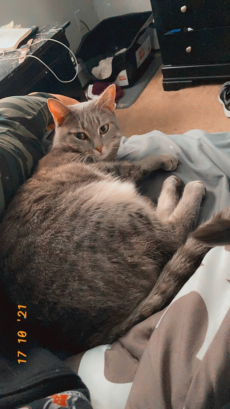 Bailey And Ollie joined the competition — help win amazing prizes! bed, carnivore, cat, claw, comfort, computer_keyboard, couch, domestic_short_haired_cat, drawer, felidae, font, fur, gesture, grey, home_appliance, kitchen_appliance, paw, small_to_medium_sized_cats, snout, whiskers