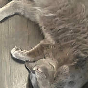 Blu joined the competition — help win amazing prizes! cat, tabby_cat, furry, animal, pet, sleeping, lying_down, stretched, floor, indoor, home, whiskers, paws, tail, striped_fur, gray_fur, relaxed, cute, blurry_photo, portrait