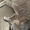 cat, tabby_cat, furry, animal, pet, sleeping, lying_down, stretched, floor, indoor, home, whiskers, paws, tail, striped_fur, gray_fur, relaxed, cute, blurry_photo, portrait