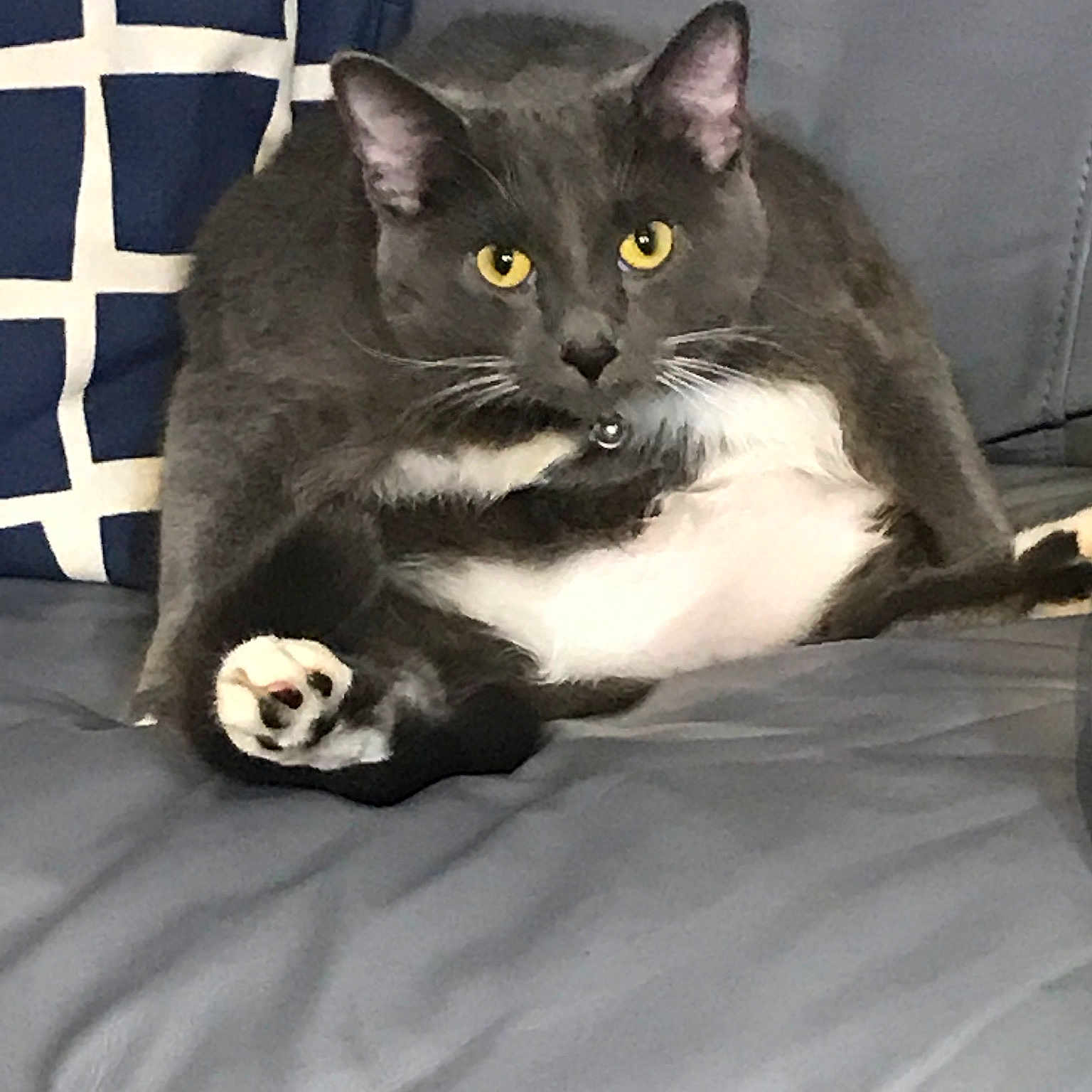 Clyde