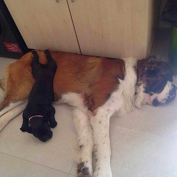 Teddy joined the competition — help win amazing prizes!