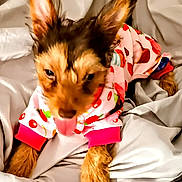 Princess Mila is registered to the contest to win money with this photo: airedale, animal, blanket, canine, cat, clothing, couch, dog, face, furniture, happy, head, hound, kitten, pajamas, person, pet, puppy, smile, terrier