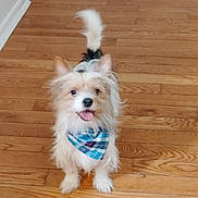 Milo is registered to the contest to win money with this photo: dog, bandana, wooden_floor, toy_ball, pet, cute, fluffy, happy, indoor, playful, small_dog, tongue_out, looking_up, ears_up, tail_up, domestic_animal, companion, friendly, animal, house