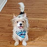 dog, bandana, wooden_floor, toy_ball, pet, cute, fluffy, happy, indoor, playful, small_dog, tongue_out, looking_up, ears_up, tail_up, domestic_animal, companion, friendly, animal, house