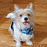 Milo joined the competition — help win amazing prizes! dog, small_dog, fluffy, bandana, blue_bandana, tongue_out, happy, pet, indoor, wooden_floor, ears_up, fur, cute, animal, companion, friendly, portrait, canine, domestic_animal, pet_accessory