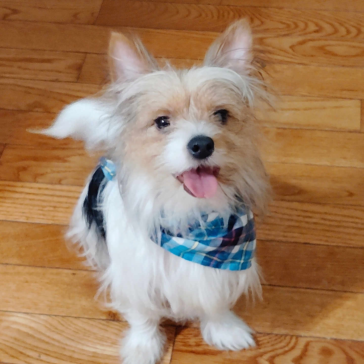 Milo