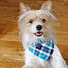 Milo is registered to the contest to win money with this photo: dog, bandana, plaid, smiling, fluffy, pet, indoor, wooden_floor, closeup, cute, fur, tongue, ears, animal, friendly, happy, domestic_animal, canine, portrait, playful