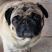 Oméga participe au concours pour gagner de l'argent avec cette photo : dog, pug, pet, animal, close_up, face, fur, ears, eyes, floor, tile, whiskers, canine, mammal, domestic_animal, cute, portrait, looking, indoor, companion