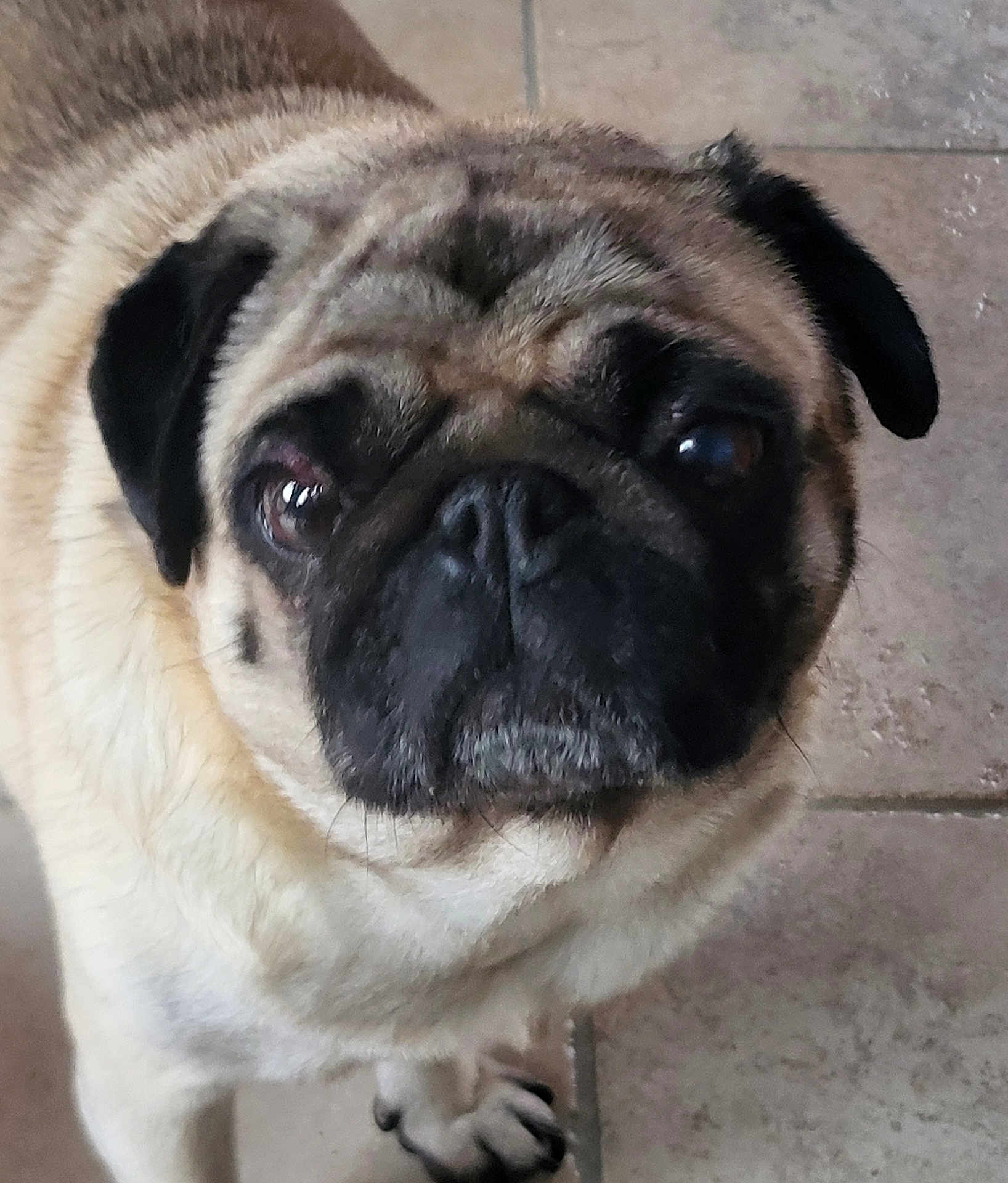 Oméga participe au concours pour gagner de l'argent avec cette photo : dog, pug, pet, animal, close_up, face, fur, ears, eyes, floor, tile, whiskers, canine, mammal, domestic_animal, cute, portrait, looking, indoor, companion