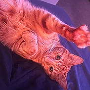 Carmelo is registered to the contest to win money with this photo: cat, orange_tabby, paw, stretching, fur, whiskers, ears, eyes, bed, blanket, indoor, pet, playful, curious, animal, feline, cute, resting, soft, closeup