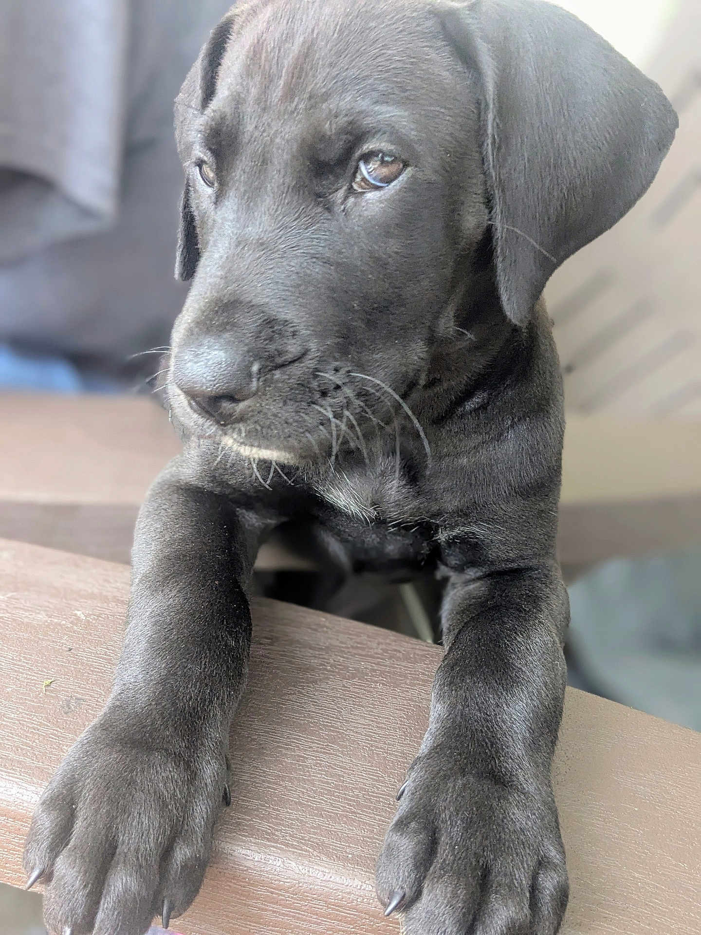 Xena