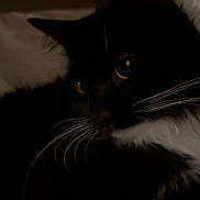 Moon joined the competition — help win amazing prizes! cat, tuxedo_cat, whiskers, black_and_white, pet, animal, cozy, indoor, furry, cute, closeup, portrait, sleeping_area, soft_texture, curious, dark, shadow, resting, feline, eyes