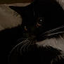cat, tuxedo_cat, whiskers, black_and_white, pet, animal, cozy, indoor, furry, cute, closeup, portrait, sleeping_area, soft_texture, curious, dark, shadow, resting, feline, eyes