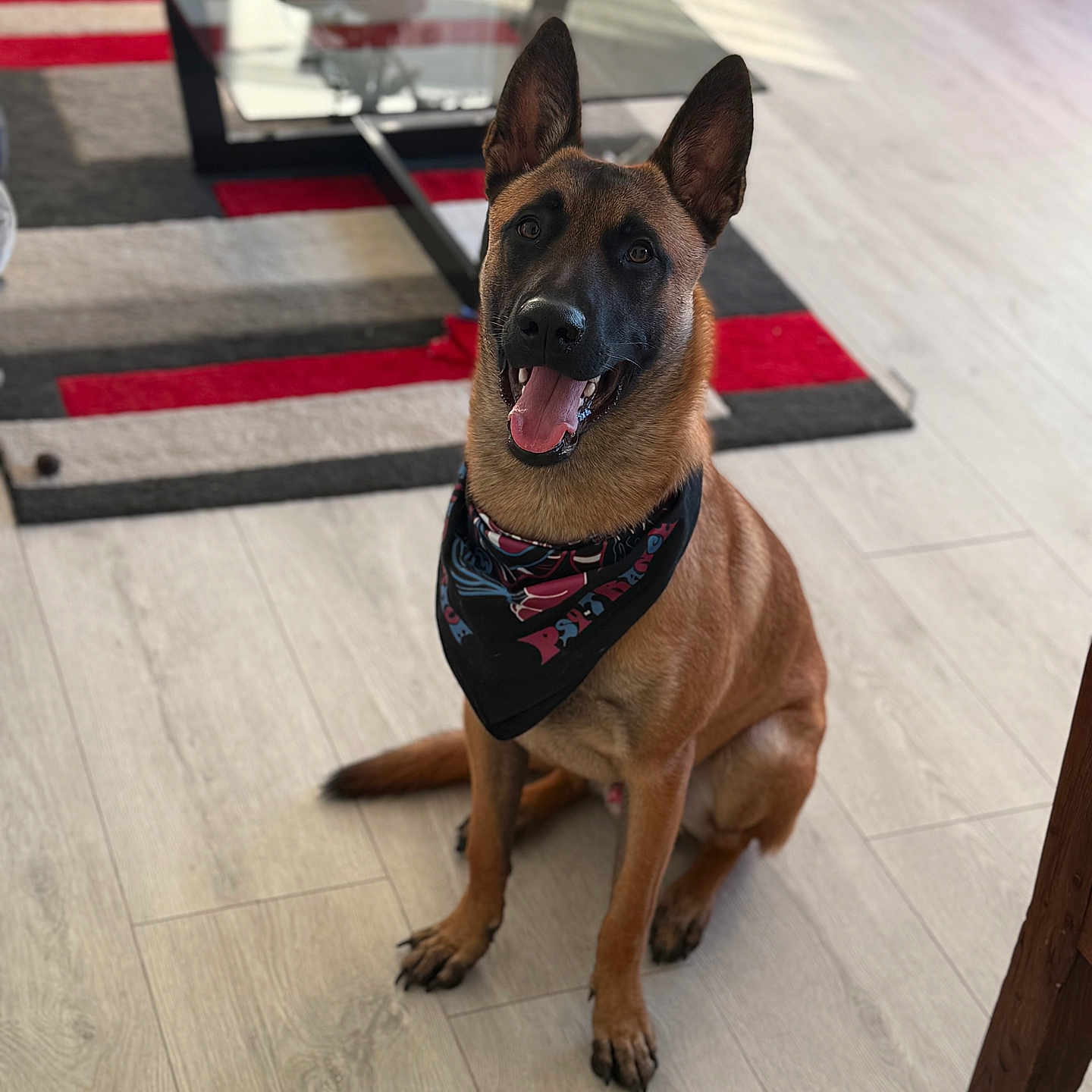 Vox a rejoint le concours — aidez-le/la à gagner de superbes lots ! animal, bandana, brown_fur, canine, coffee_table, dog, domestic, ears_up, floor, friendly, happy, home, indoor, looking_up, pet, portrait, rug, sitting, tongue_out, wooden_floor