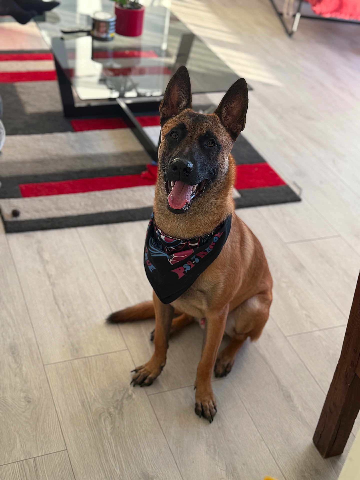 Vox a rejoint le concours — aidez-le/la à gagner de superbes lots ! dog, bandana, sitting, indoor, floor, wooden_floor, happy, pet, canine, brown_fur, ears_up, tongue_out, coffee_table, rug, home, domestic, animal, friendly, portrait, looking_up