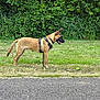 Vox participe au concours pour gagner de l'argent avec cette photo : dog, canine, grass, greenery, harness, ball, outdoor, nature, pet, side_view, animal, alert, playing, park, summer, leafy, walking_path, fur, standing, daylight