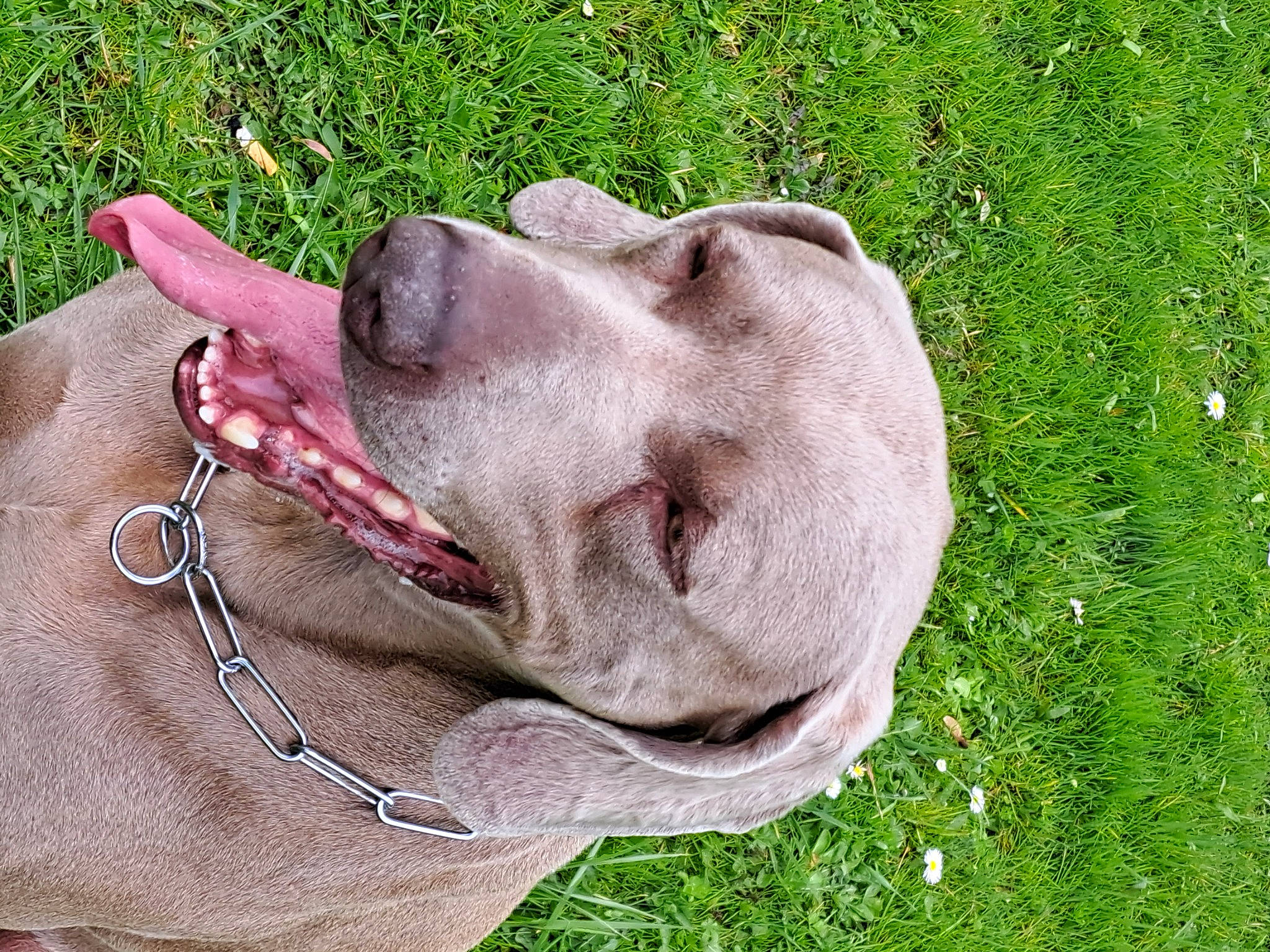 Nelson participe au concours pour gagner de l'argent avec cette photo : canidae, carnivore, collar, companion_dog, dog, dog_breed, dog_collar, ear, fawn, grass, great_dane, groundcover, jaw, liver, plant, snout, sporting_group, whiskers, working_animal, wrinkle