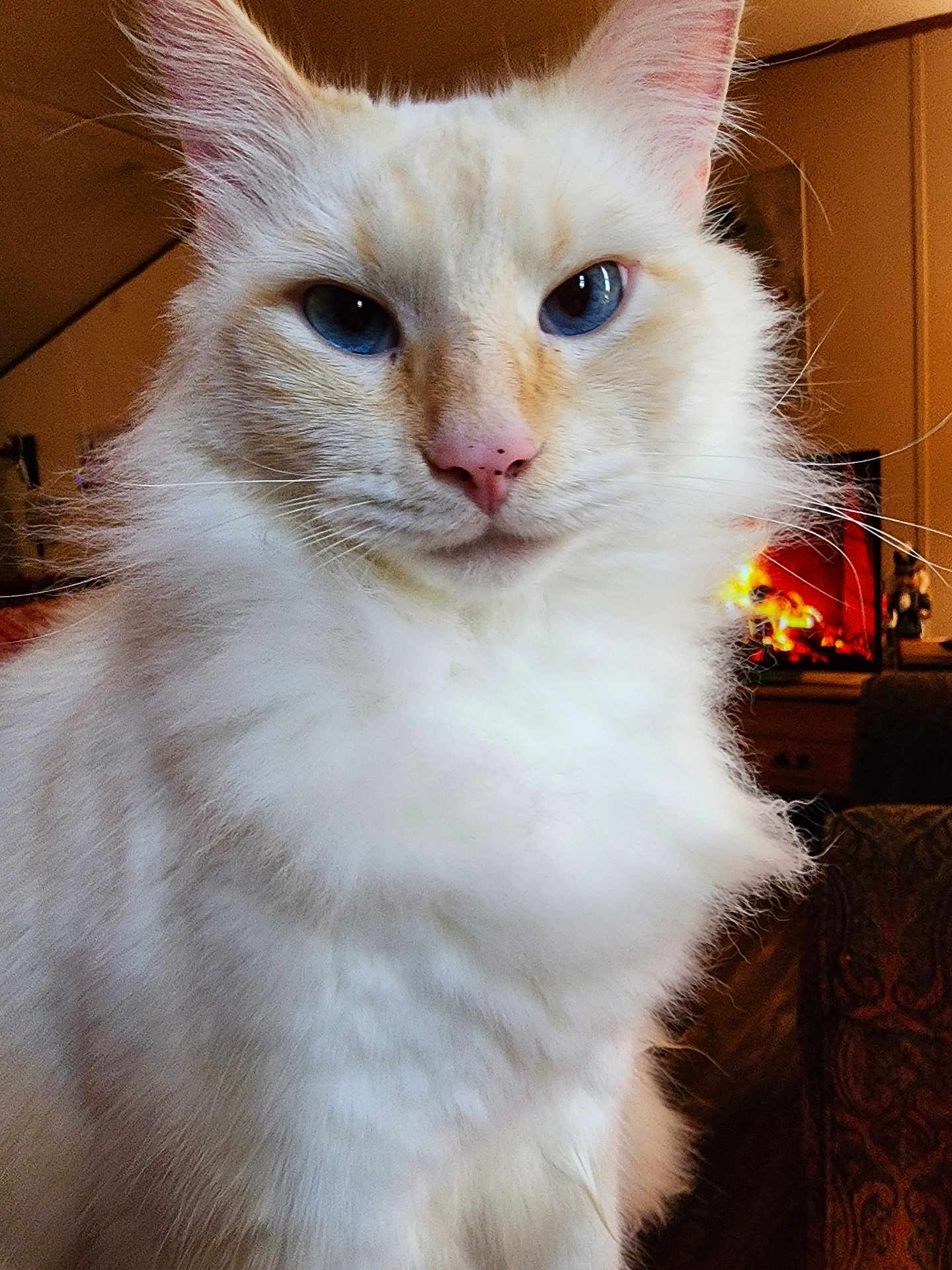 Ollie is registered to the contest to win money with this photo: cat, fluffy, white_cat, blue_eyes, indoor, cozy, fireplace, pet, feline, closeup, portrait, whiskers, nose, ears, fur, home, warm, animal, cute, domestic