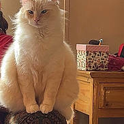 Ollie joined the competition — help win amazing prizes! cat, fluffy_cat, cream_colored, chair_armrest, indoor, furniture, wooden_table, christmas_decoration, gift_box, wrapping_paper, holiday, cozy, pet, animal, feline, decor, patterned_fabric, household_items, relaxed, sitting