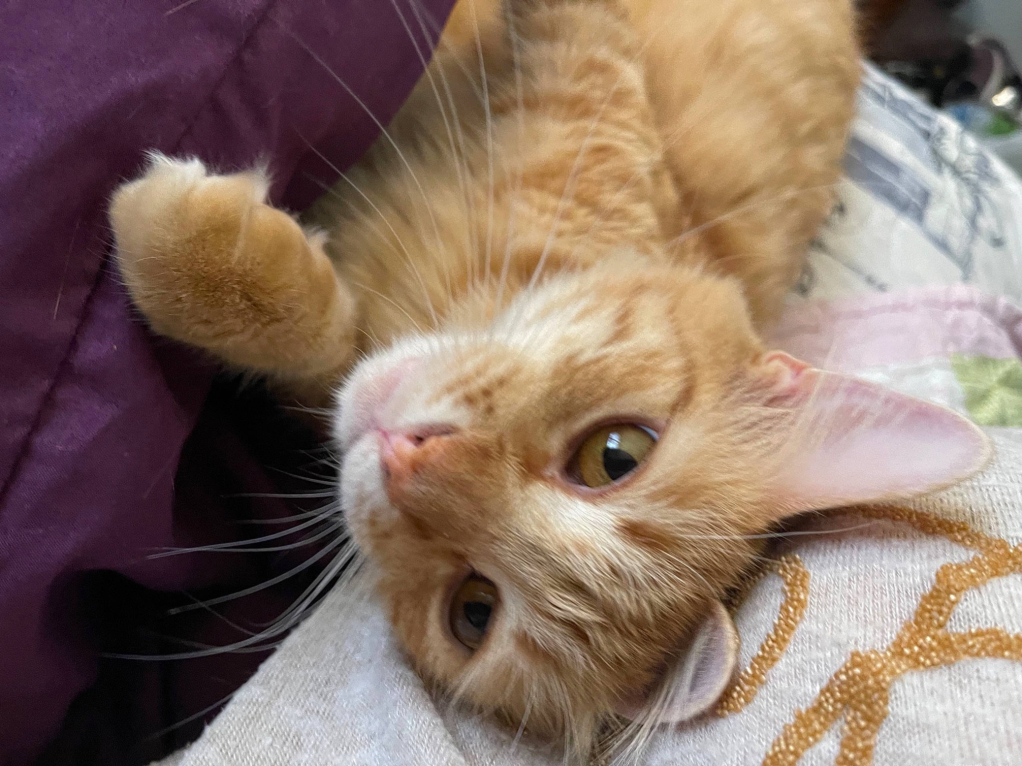 Butter is registered to the contest to win money with this photo: carnivore, cat, claw, comfort, domestic_short_haired_cat, ear, fawn, felidae, foot, fur, human_leg, paw, plant, small_to_medium_sized_cats, snout, tableware, tail, vertebrate, whiskers