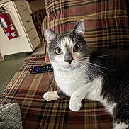 Stumby is registered to the contest to win money with this photo: cat, indoor, plaid_couch, gray_and_white_cat, remote_control, feline, pet, curious, wide_eyes, fur, whiskers, relaxed, cozy, home, living_room, couch, seated, animal, domestic_cat, resting