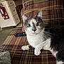 cat, indoor, plaid_couch, gray_and_white_cat, remote_control, feline, pet, curious, wide_eyes, fur, whiskers, relaxed, cozy, home, living_room, couch, seated, animal, domestic_cat, resting