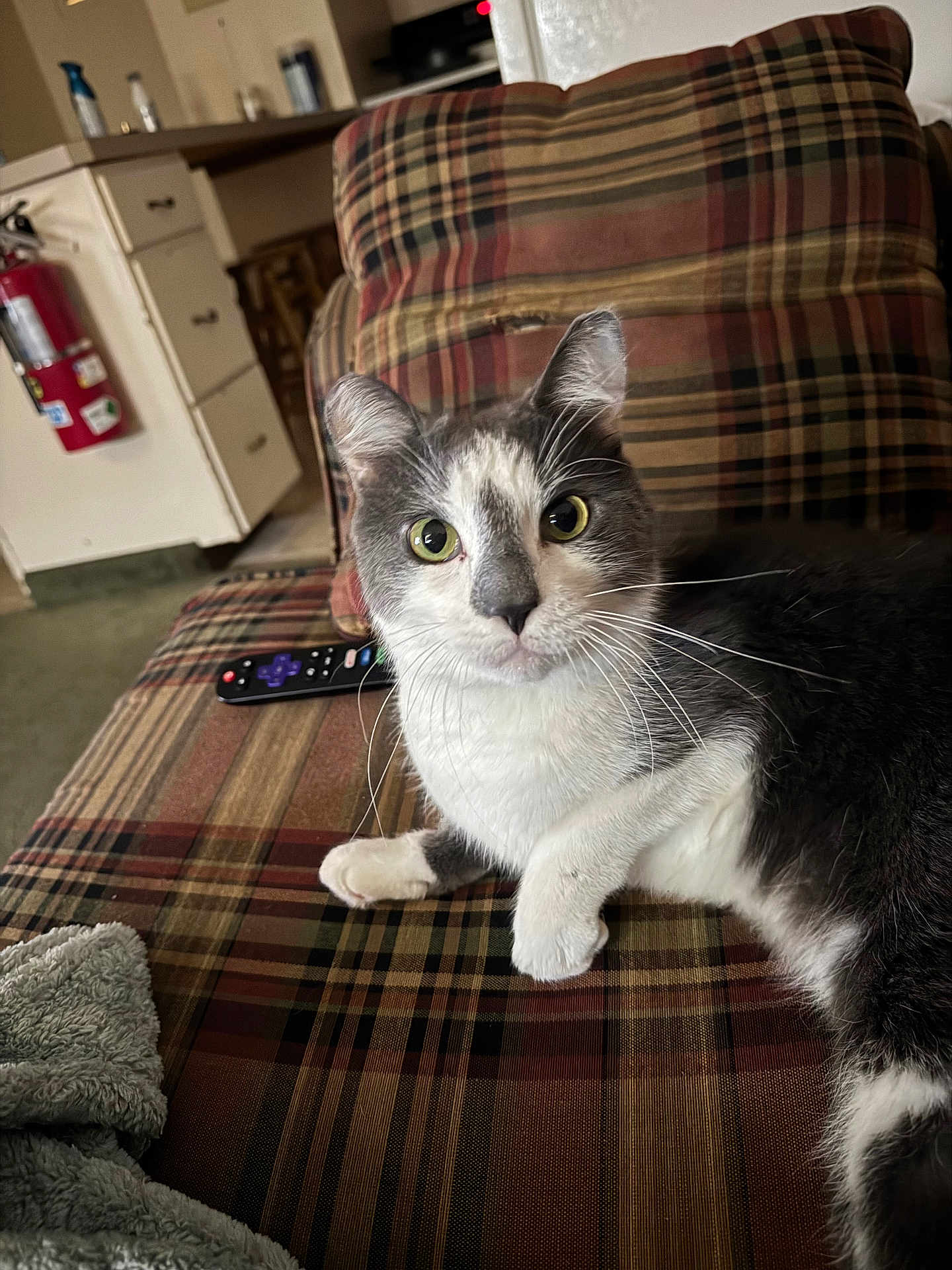 Stumby is registered to the contest to win money with this photo: cat, indoor, plaid_couch, gray_and_white_cat, remote_control, feline, pet, curious, wide_eyes, fur, whiskers, relaxed, cozy, home, living_room, couch, seated, animal, domestic_cat, resting