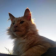 Toby a rejoint le concours — aidez-le/la à gagner de superbes lots ! animal, backlit, cat, closeup, ears, feline, fluffy, fur, majestic, nature, orange_cat, outdoor, peaceful, pet, portrait, sky, sunlight, sunset, whiskers, wood