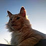 animal, backlit, cat, closeup, ears, feline, fluffy, fur, majestic, nature, orange_cat, outdoor, peaceful, pet, portrait, sky, sunlight, sunset, whiskers, wood