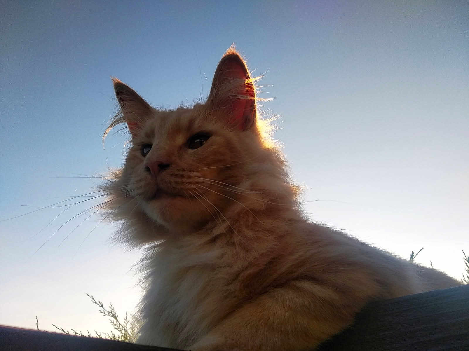 Toby