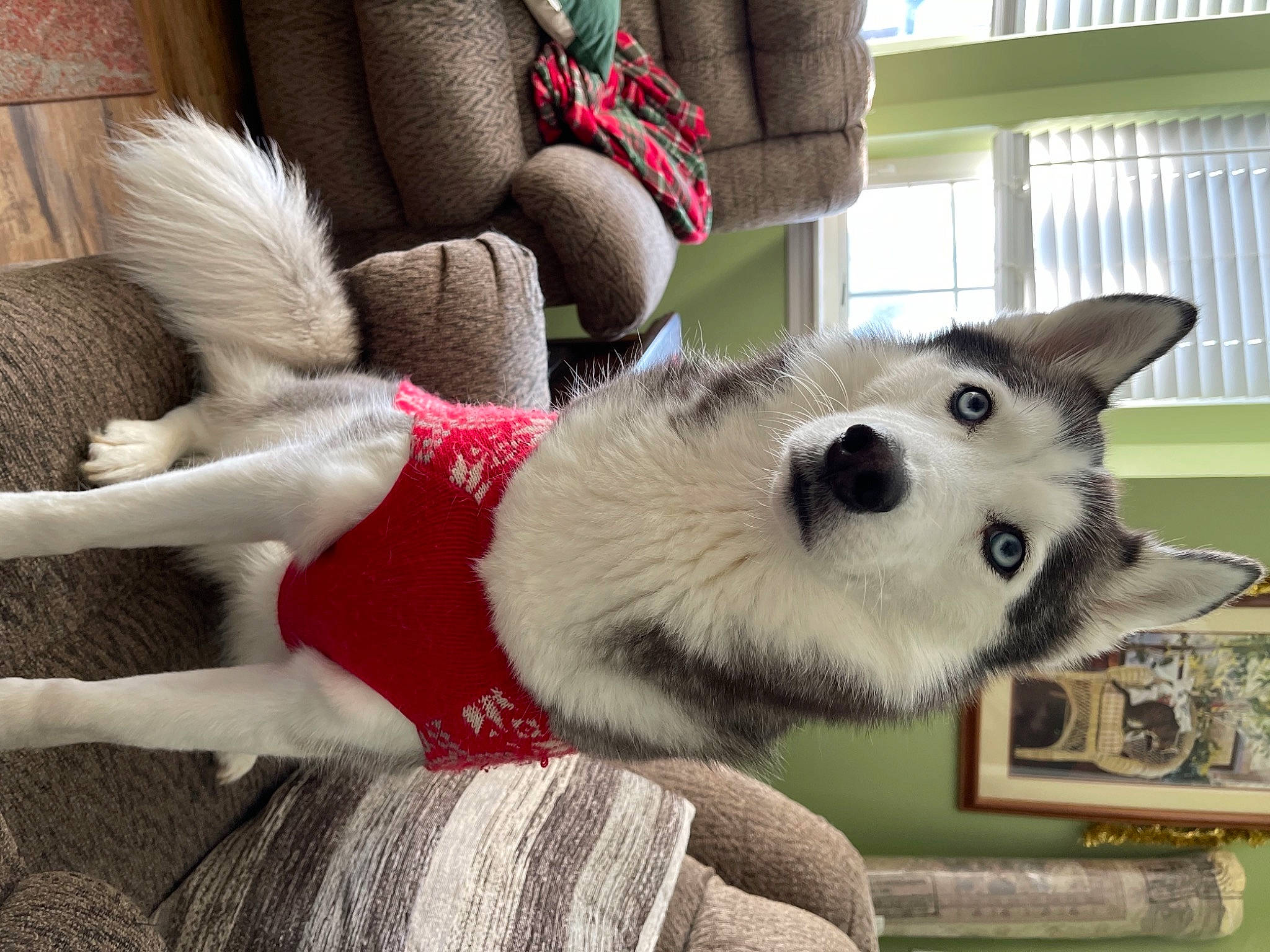 Nymeria joined the competition — help win amazing prizes! ancient_dog_breeds, canidae, carnivore, companion_dog, dog, dog_breed, dog_clothes, dog_supply, fur, mesh, natural_material, pet_supply, picture_frame, sled_dog, snout, sporting_group, whiskers, wool, working_dog