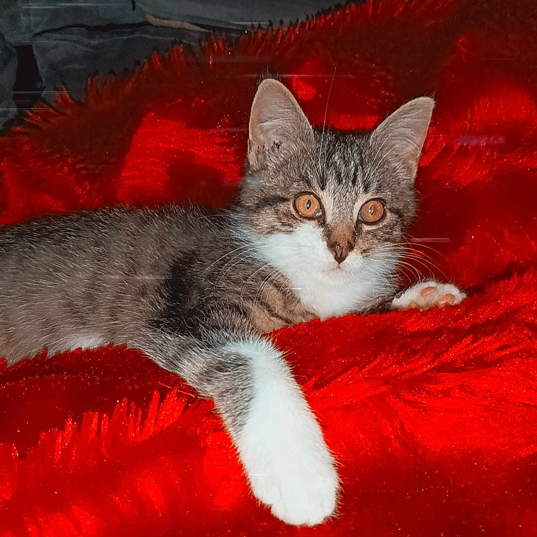 Kitt
