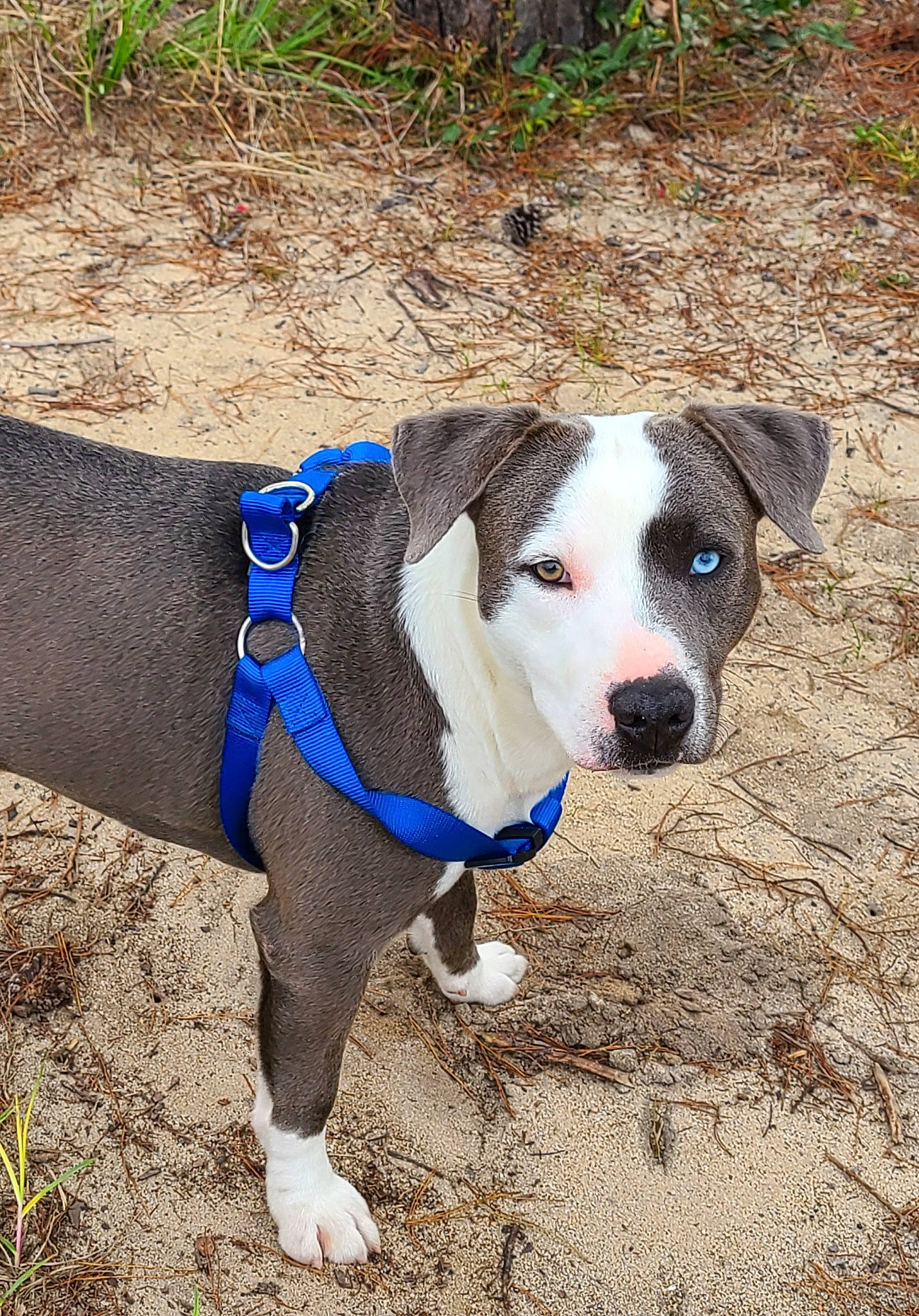 Diesel is registered to the contest to win money with this photo: canidae, carnivore, collar, companion_dog, dog, dog_breed, dog_clothes, dog_collar, dog_supply, electric_blue, fawn, grass, pet_supply, plant, snout, sporting_group, tail, terrestrial_animal, whiskers, working_animal