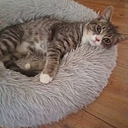 Marley And Buttons is registered to the contest to win money with this photo: cat, tabby, pet_bed, fluffy, indoor, wooden_floor, relaxed, lying_down, curious, feline, animal, cozy, domestic, whiskers, ears, paws, fur, cute, resting, comfortable