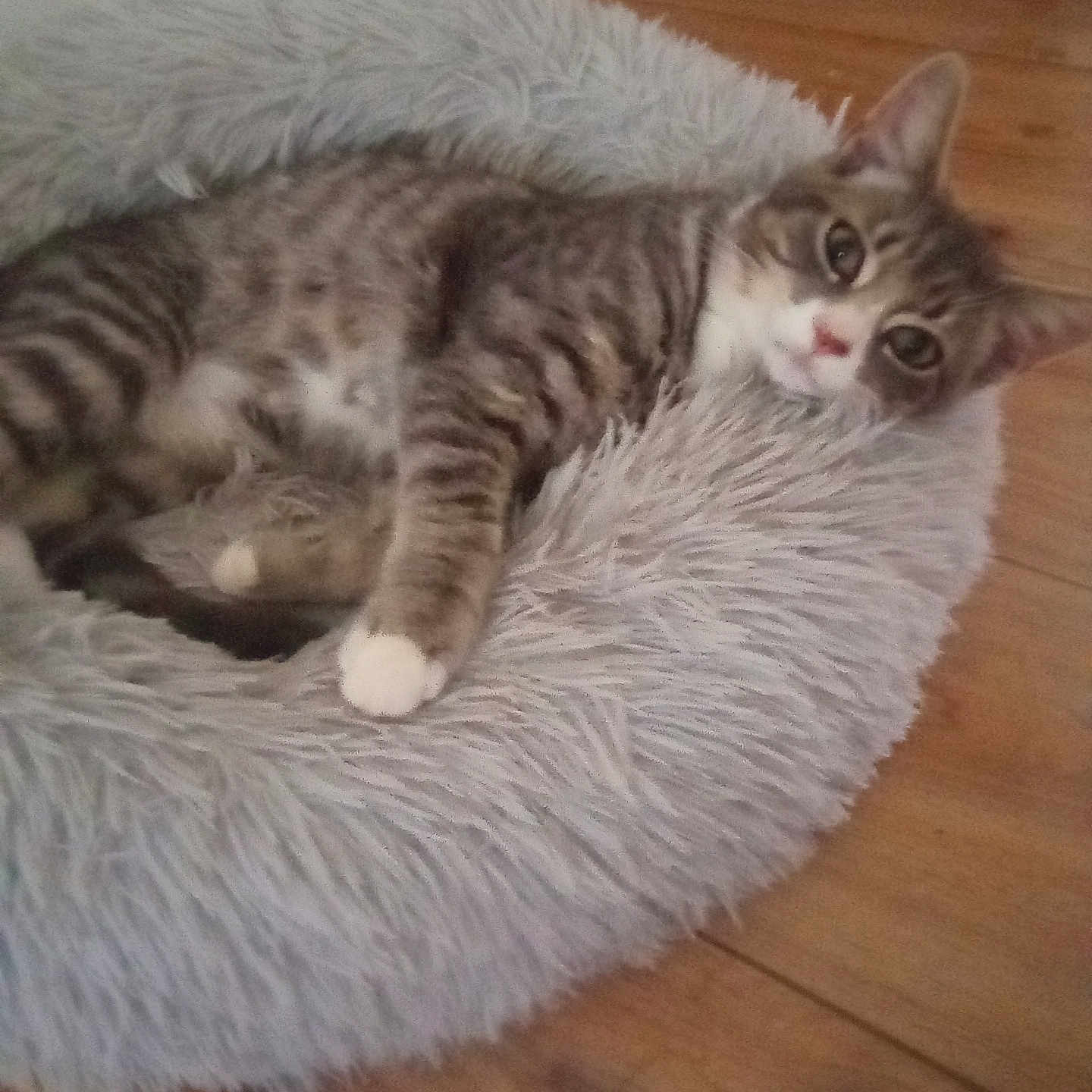 Marley And Buttons is registered to the contest to win money with this photo: animal, cat, comfortable, cozy, curious, cute, domestic, ears, feline, fluffy, fur, indoor, lying_down, paws, pet_bed, relaxed, resting, tabby, whiskers, wooden_floor