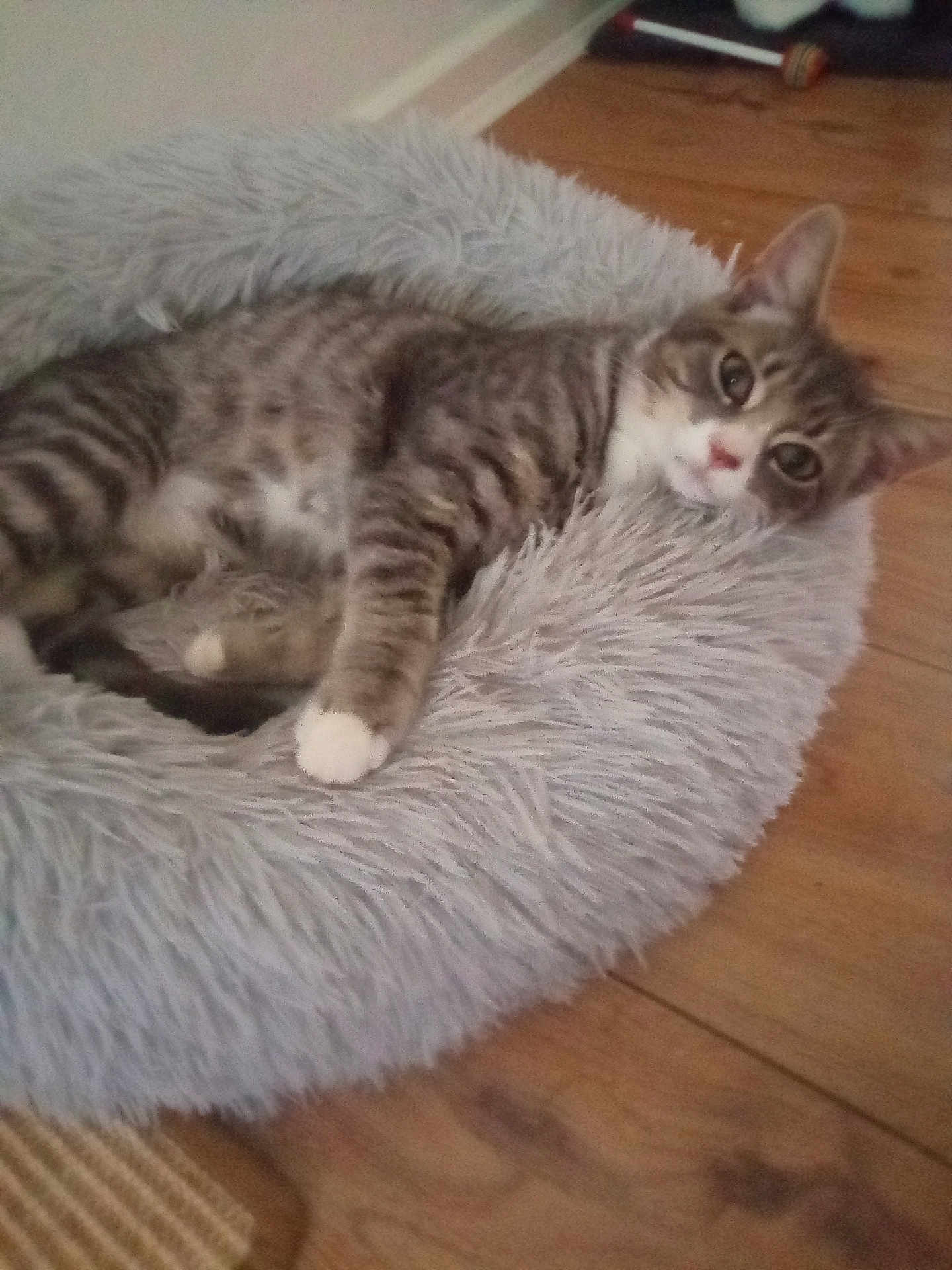 Marley And Buttons is registered to the contest to win money with this photo: cat, tabby, pet_bed, fluffy, indoor, wooden_floor, relaxed, lying_down, curious, feline, animal, cozy, domestic, whiskers, ears, paws, fur, cute, resting, comfortable
