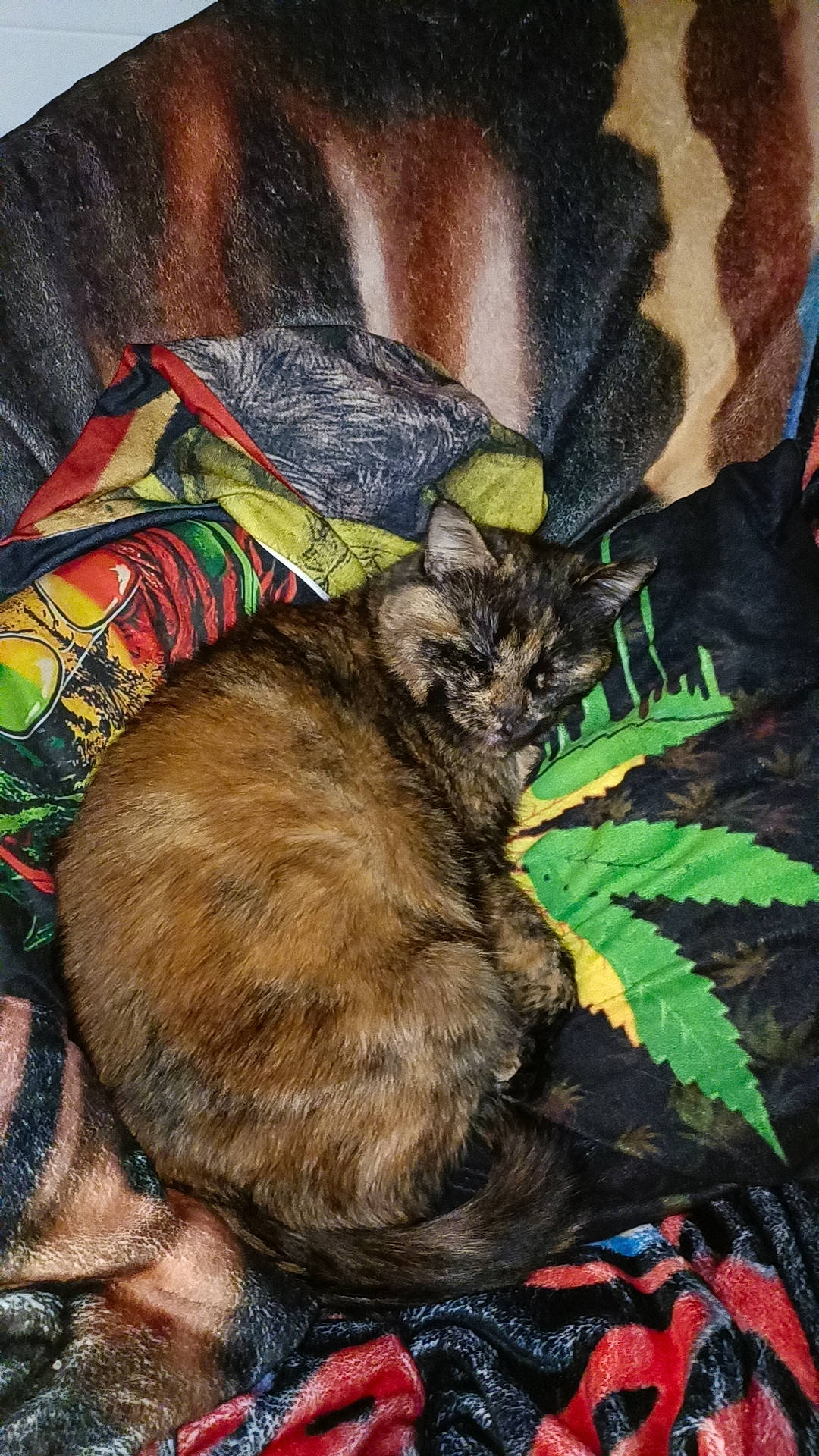 Taz a rejoint le concours — aidez-le/la à gagner de superbes lots ! art, carnivore, cat, claw, comfort, domestic_short_haired_cat, fawn, felidae, fur, grass, nap, painting, pattern, plant, sleeve, small_to_medium_sized_cats, tail, terrestrial_animal, terrestrial_plant, whiskers