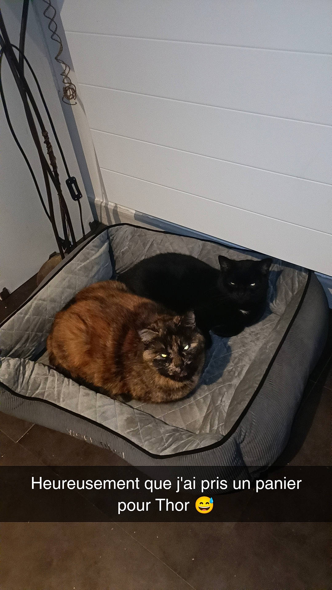 Taz participe au concours pour gagner de l'argent avec cette photo : box, carnivore, cat, cat_supply, comfort, domestic_short_haired_cat, felidae, fur, pet_supply, photo_caption, room, small_to_medium_sized_cats, suitcase, tail, terrestrial_animal, whiskers, wood